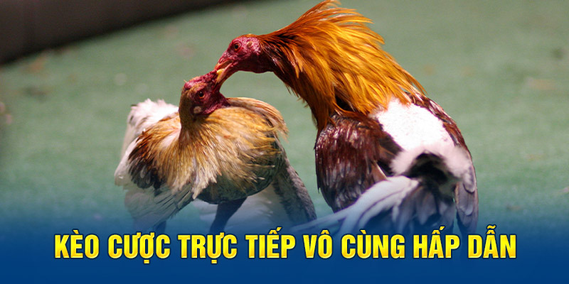 Kèo cược trực tiếp vô cùng hấp dẫn