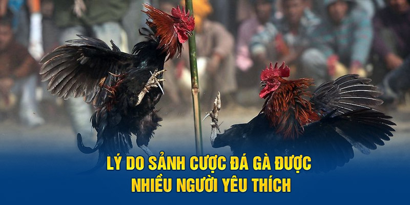 Lý do sảnh cược đá gà được nhiều người yêu thích