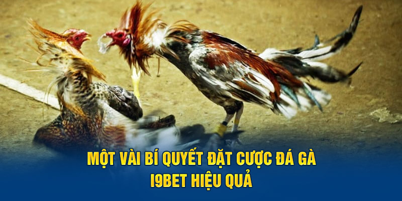 Một vài bí quyết đặt cược đá gà I9BET hiệu quả