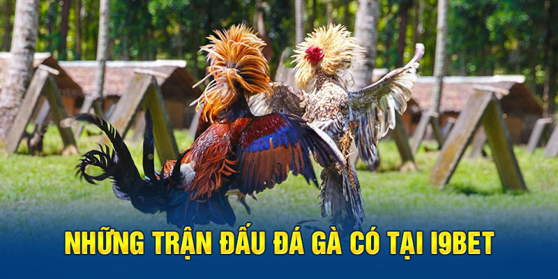 Những trận đấu đá gà có tại I9BET