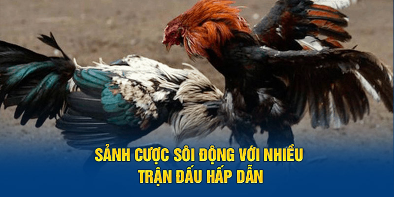 Sảnh cược sôi động với nhiều trận đấu hấp dẫn