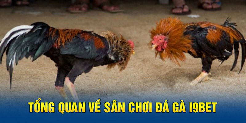 Tổng quan về sân chơi đá gà I9BET