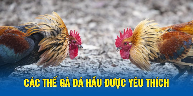 Các thế gà đá hầu được yêu thích