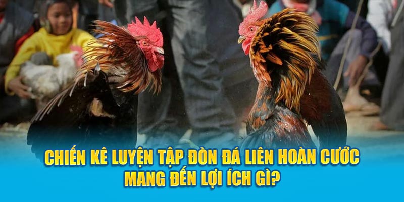 Chiến kê luyện tập đòn đá liên hoàn cước mang đến lợi ích gì?