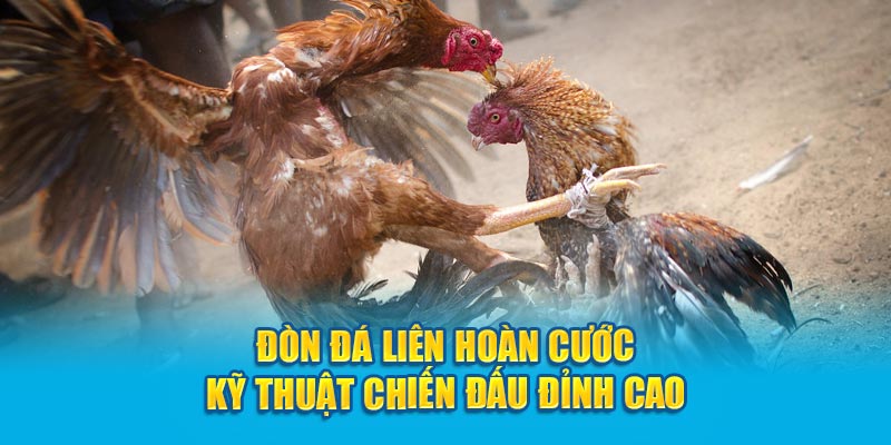 Đòn Đá Liên Hoàn Cước - Kỹ Thuật Chiến Đấu Đỉnh Cao