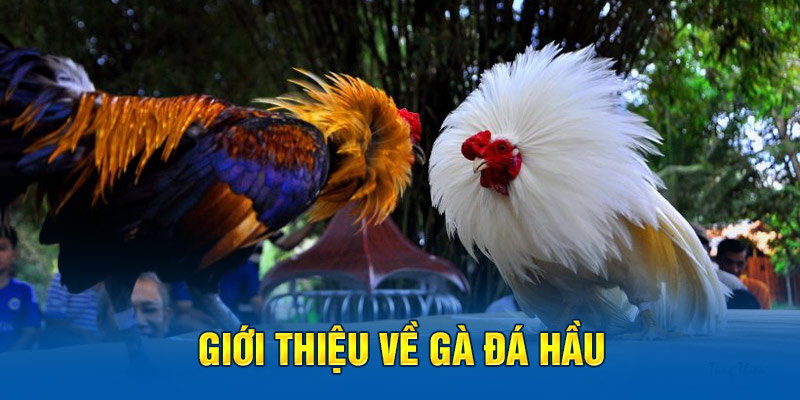 Giới thiệu về gà đá hầu