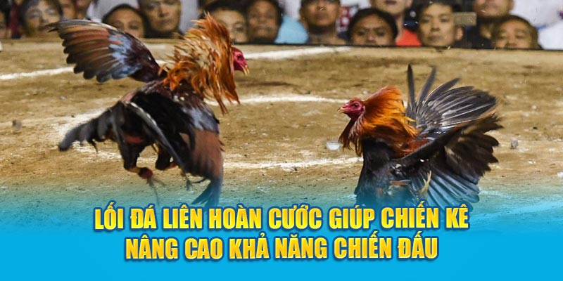 Lối đá liên hoàn cước giúp chiến kê nâng cao khả năng chiến đấu