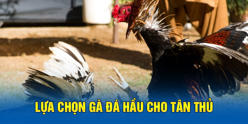 Lựa chọn gà đá hầu cho tân thủ