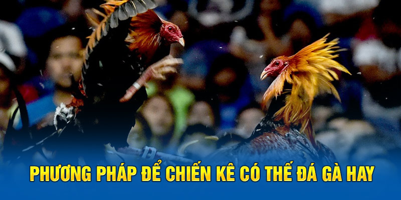 Phương pháp để chiến kê có thế đá gà hay