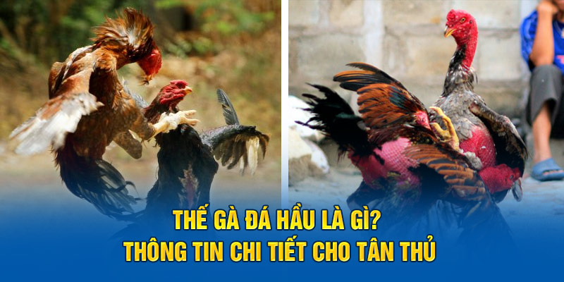 Thế Gà Đá Hầu Là Gì? Thông Tin Chi Tiết Tân Thủ Cần Nắm Rõ