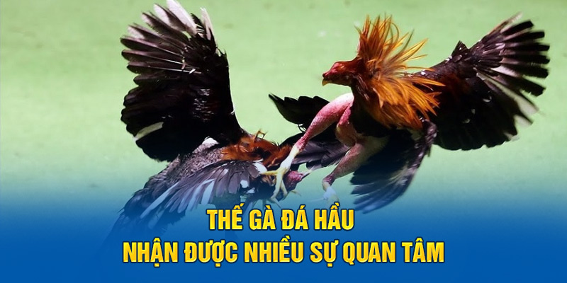 Thế gà đá hầu nhận được nhiều sự quan tâm