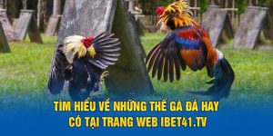 Tìm Hiểu Về Những Thế Gà Đá Hay Được Tổng Hợp