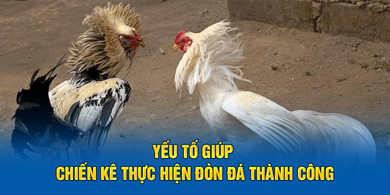 Yếu tố giúp chiến kê thực hiện đòn đá thành công